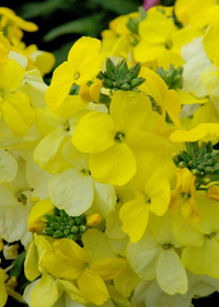 Erysimum 'Rysi Star'